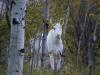 Albino moose