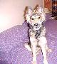 Dusty on the bed 2