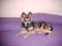 Dusty on the bed 1
