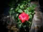 Hibiscus Plant